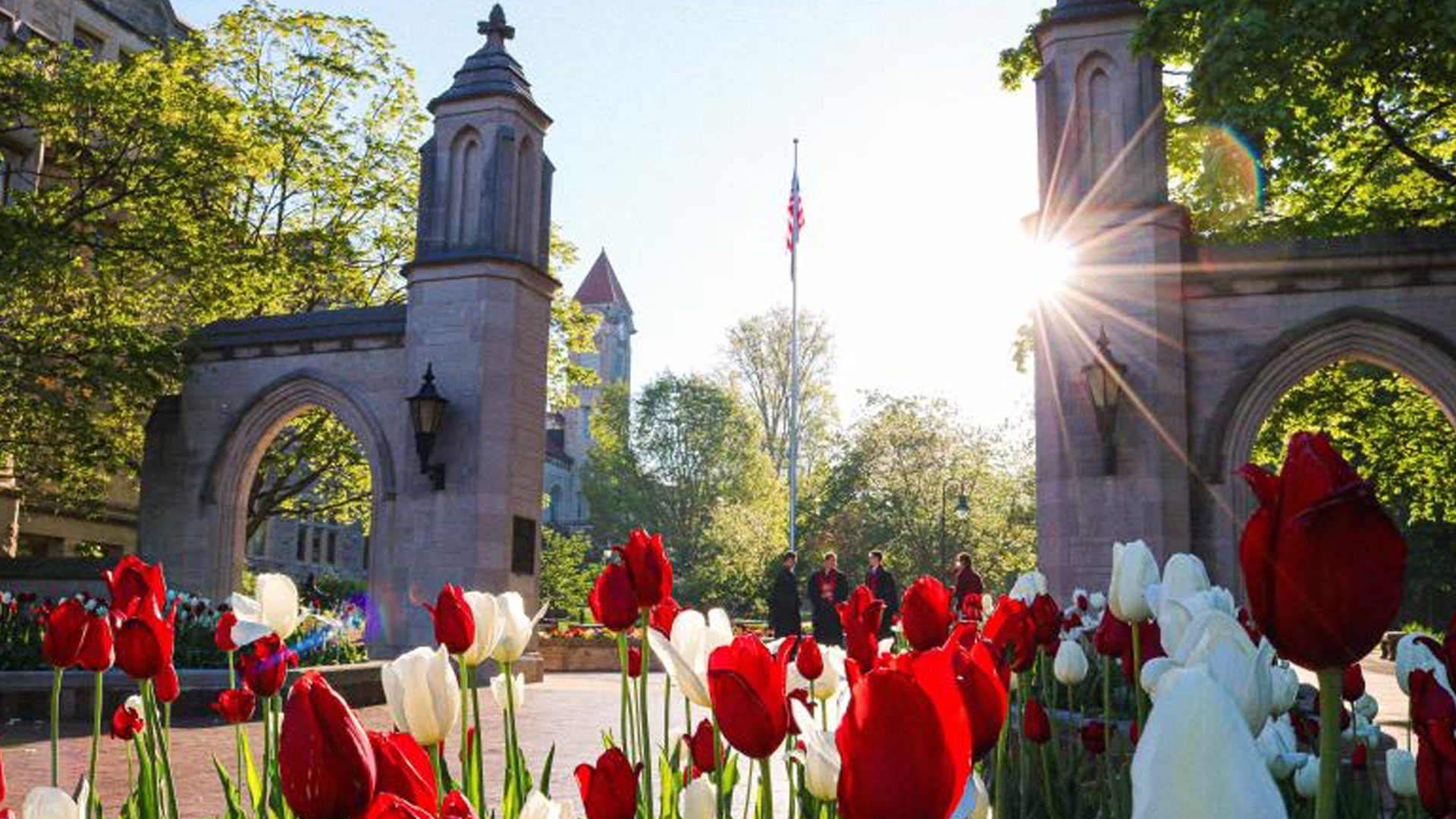 Tulips blooming near university archway.